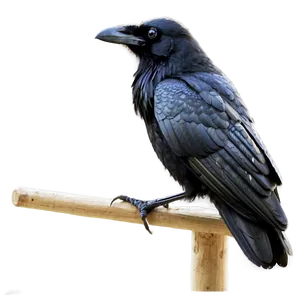 Raven Watching Over City Png 58 PNG image