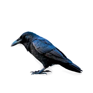 Raven With Background PNG Ekd97 PNG
