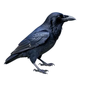 Raven With Crown PNG 48