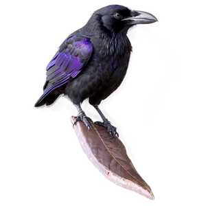 Ravens A