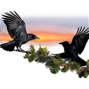 Ravens Flock At Sunset PNG 06122024