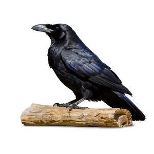 Ravens In Mythology PNG Htr16 PNG