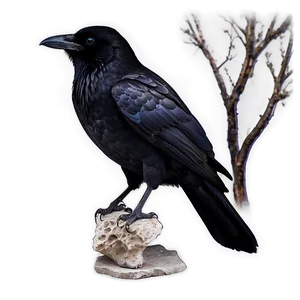 Ravens In Mythology PNG Mjj66 PNG
