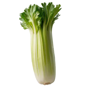 Raw Organic Celery Png Nod38 PNG image