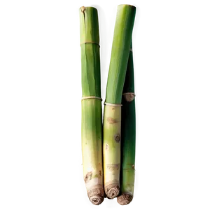 Raw Organic Sugarcane PNG Mwj PNG