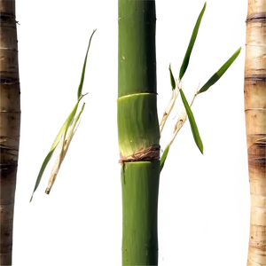 Raw Organic Sugarcane PNG Rqx85 PNG