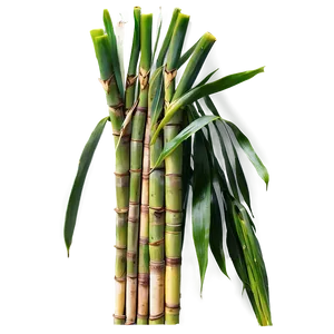 Raw Organic Sugarcane PNG Rvm