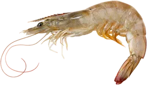 Raw Shrimp Transparent Background PNG image