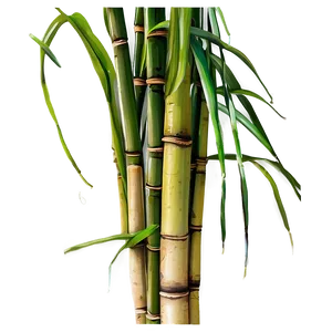 Raw Sugarcane Closeup Png 06262024 PNG image