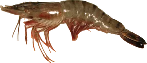 Raw Whole Shrimp PNG image