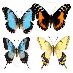 Real Butterfly B PNG