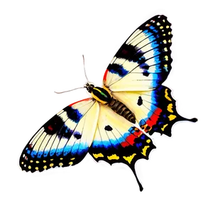 Real Butterfly PNG 06262024 PNG