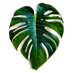 Real Monstera Plant Png 40 PNG image