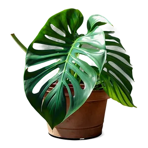 Real Monstera Plant Png Eds31 PNG image