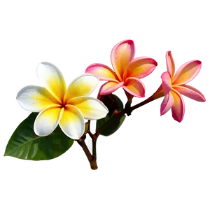 Real Plumeria Flower Png 06272024 PNG image