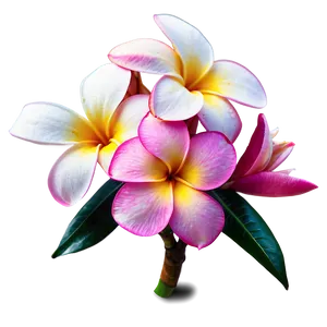 Real Plumeria Flower Png 98 PNG image