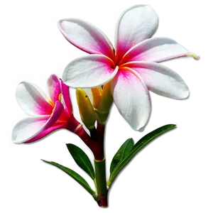 Real Plumeria Flower Png Fcg PNG image