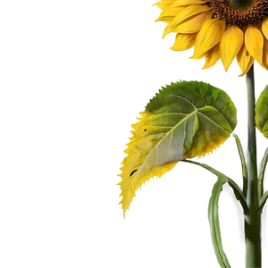 Real Sunflower Transparent Png 05262024 PNG image