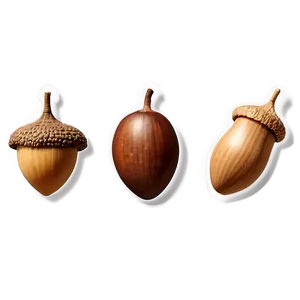 Realistic Acorn Clipart Png Xlo PNG image