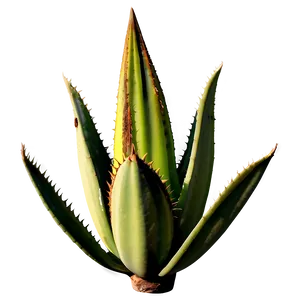 Realistic Agave PNG 06282024 PNG