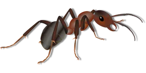 Realistic Ant Illustration