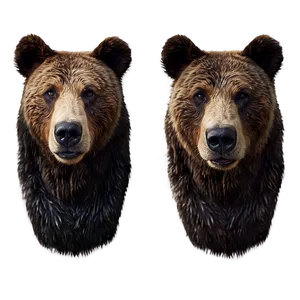 Realistic Bear Face Drawing Png 51 PNG image