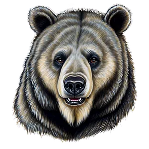 Realistic Bear Face Drawing Png 80 PNG image