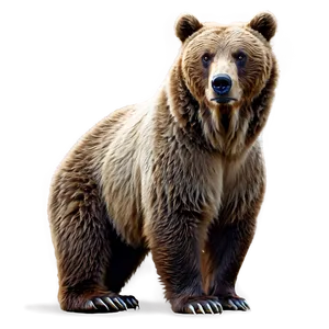 Realistic Bear Face Drawing Png Nyp22 PNG image