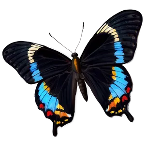 Realistic Black Butterfly Image PNG 78 PNG