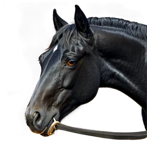Realistic Black Horse Drawing PNG 14 PNG