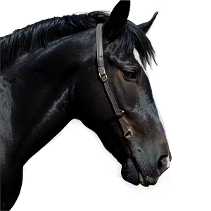 Realistic Black Horse Drawing Png 52 PNG image