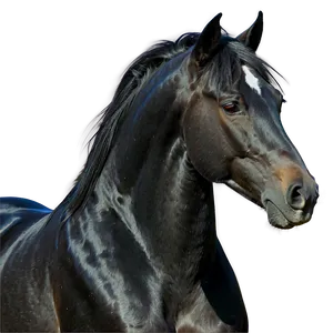 Realistic Black Horse Drawing Png Hfa96 PNG image