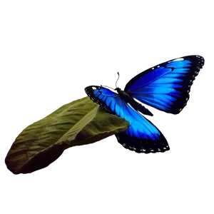 Realistic Blue Butterflies Png Acv62 PNG image