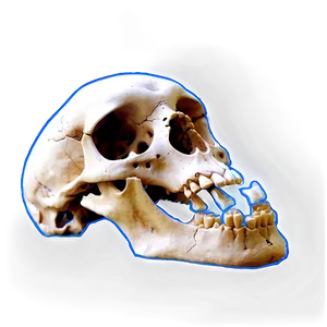 Realistic Bones Png 05242024 PNG image