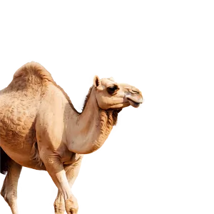 Realistic Camel PNG 05212024