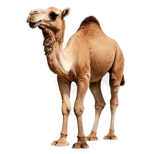 Realistic Camel PNG Lpm47