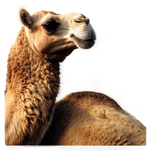 Realistic Camel PNG Plp