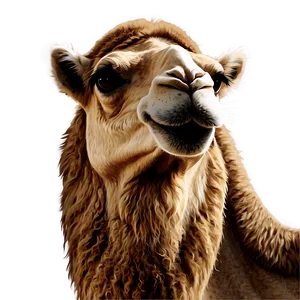 Realistic Camel Png Rpd PNG image