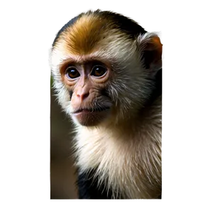 Realistic Capuchin Monkey Png 06292024 PNG image