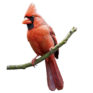 Realistic Cardinal PNG Xya