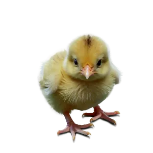 Realistic Chick PNG Vwc97 PNG