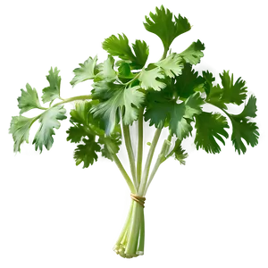 Realistic Cilantro PNG Hxn3