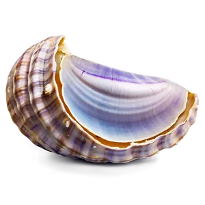 Realistic Clam Shell Png 05242024 PNG image