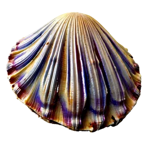 Realistic Clam Shell Png Bjk PNG image