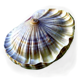 Realistic Clam Shell Png Jor91 PNG image