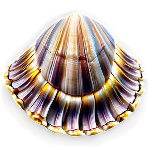 Realistic Clam Shell Png Rca53 PNG image