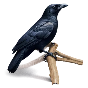 Realistic Crow PNG 05232024