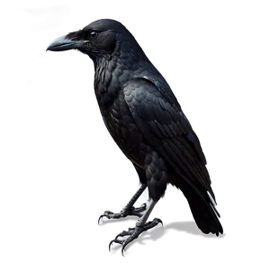 Realistic Crow PNG 2