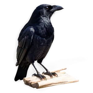 Realistic Crow PNG Dxr