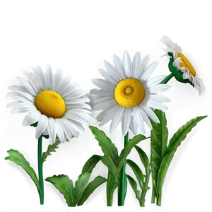 Realistic Daisy Png 05212024 PNG image